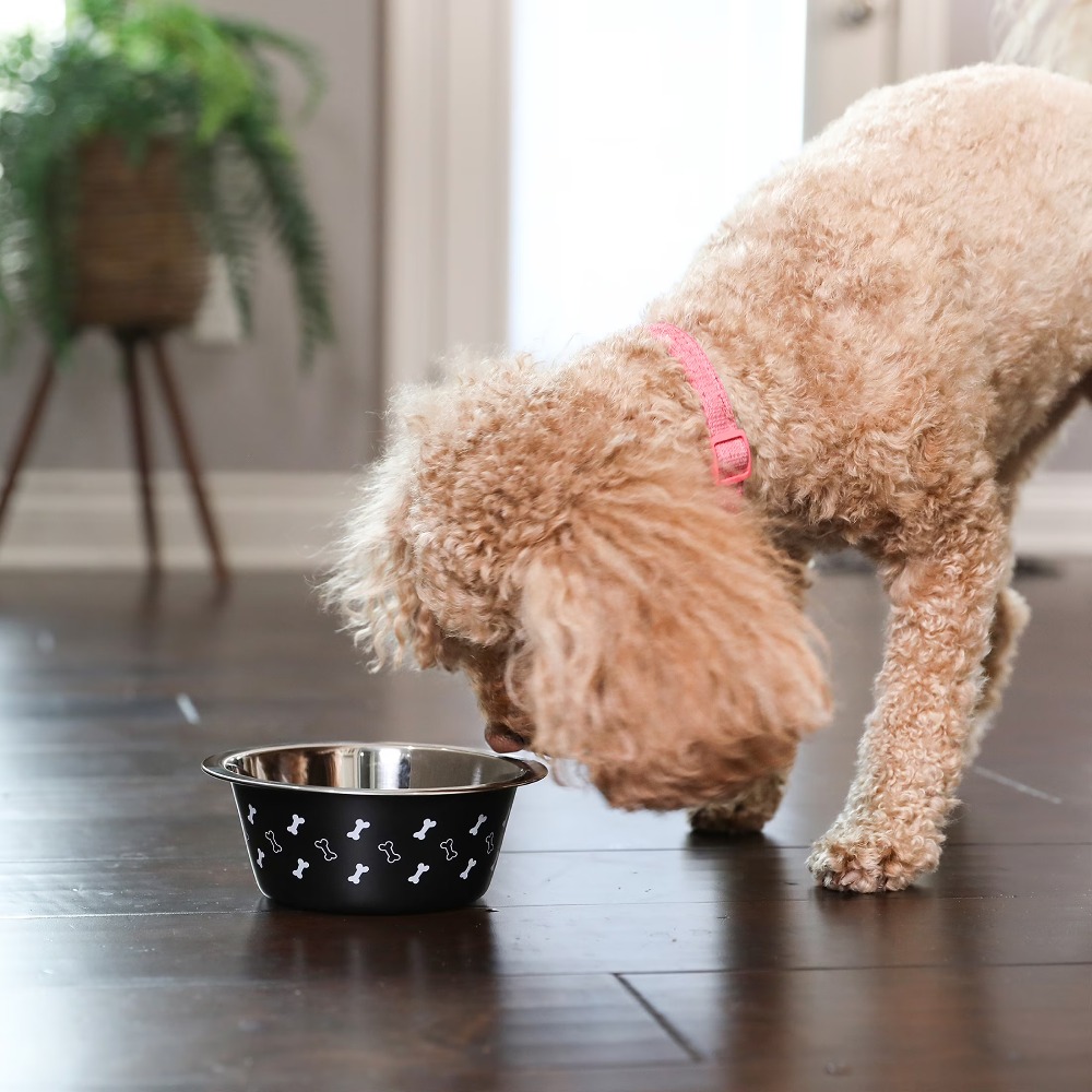 Stainless Steel Dog Bowl with  - Pet Supplies Dog Food review and price